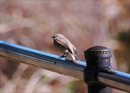 ニシオジロビタキ