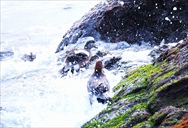 アメリカヒドリ・ヒドリガモ