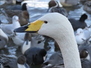 オオハクチョウ