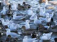 オナガガモとユリカモメ