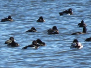 キンクロハジロの群