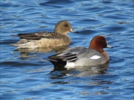 ヒドリガモのつがい