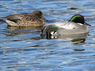 ヨシガモのつがい