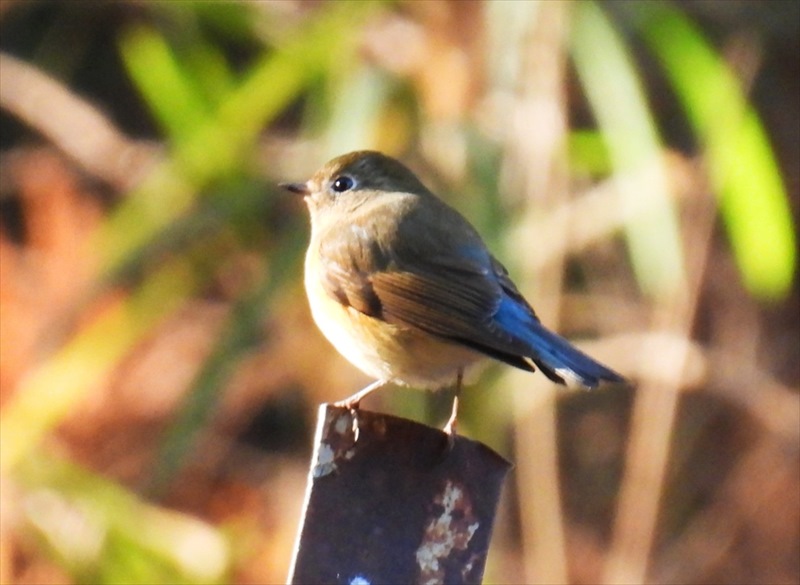 �����r�^�L