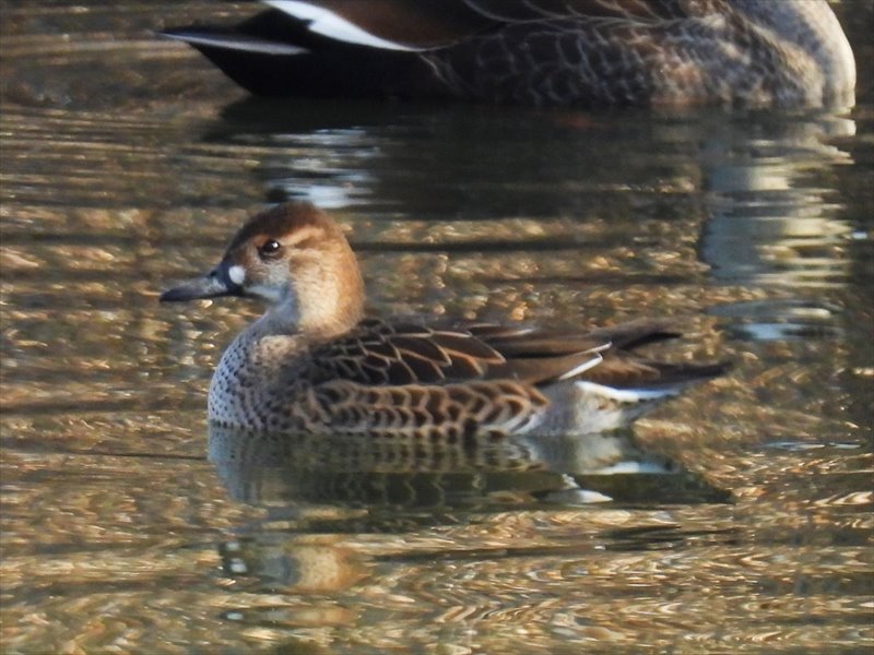 �g���G�K��