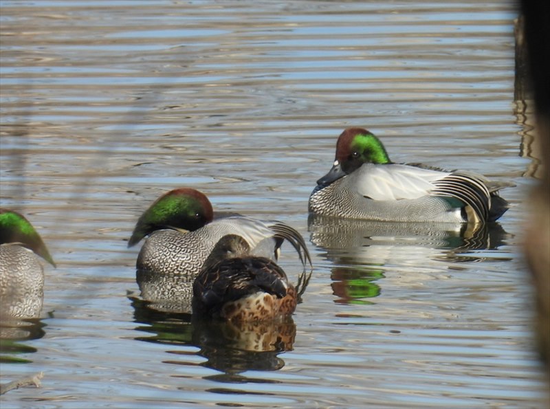 ���V�K��