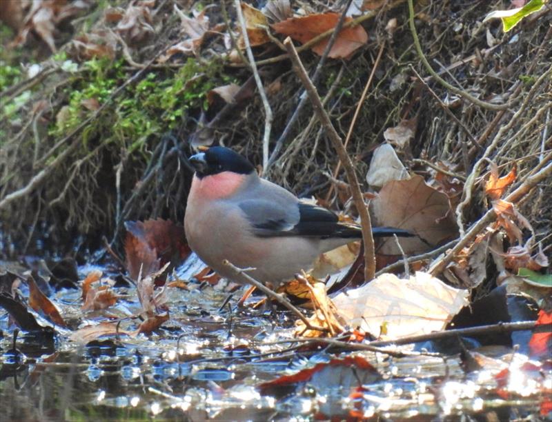 ����A�J�E�\