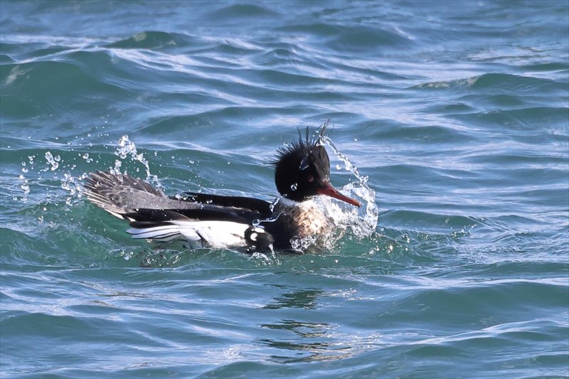 �E�~�A�C�T