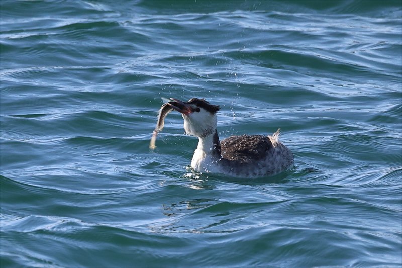 �J�������J�C�c�u��