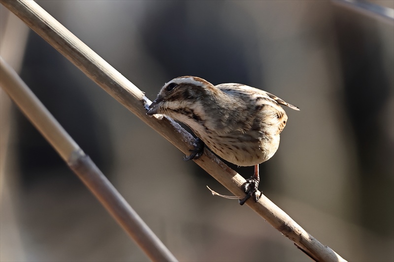 �I�I�W������