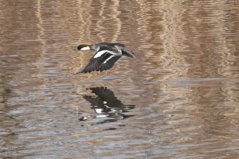 �~�R�A�C�T