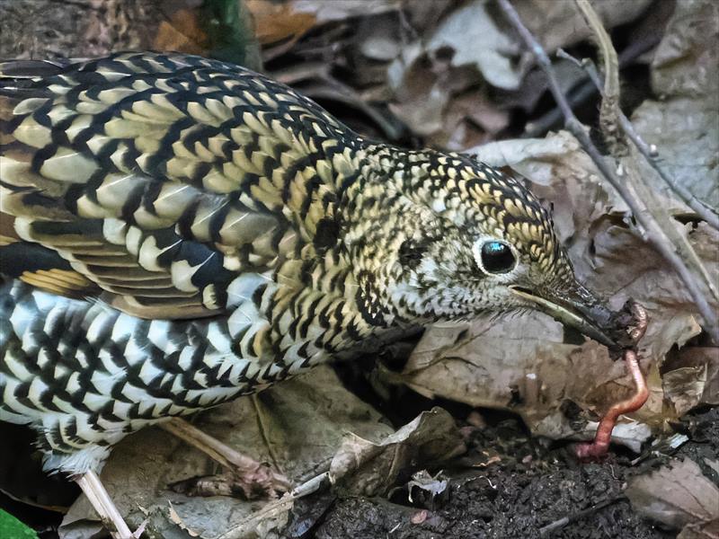 �g���c�O�~