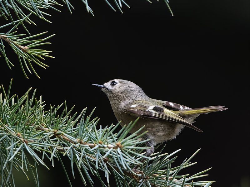 �L�N�C�^�_�L