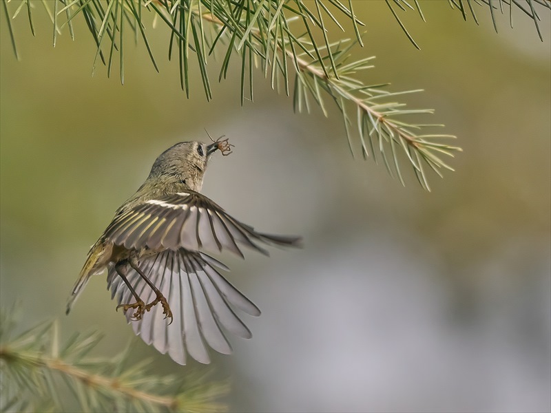 �L�N�C�^�_�L