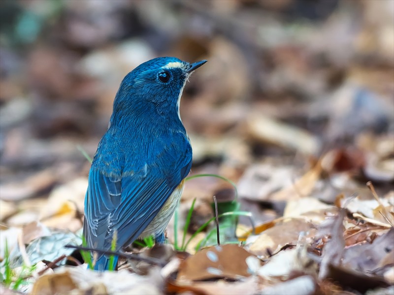 �����r�^�L��