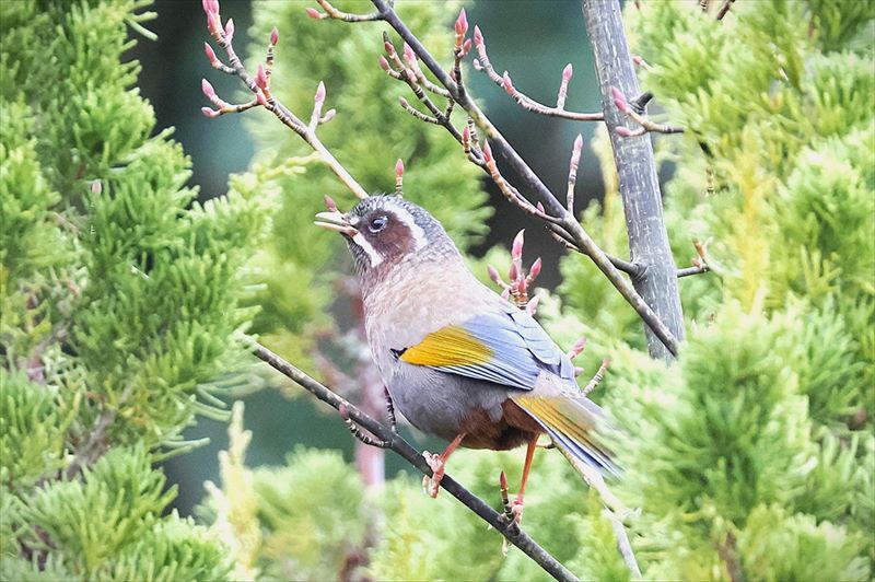 �L���o�l�K�r�`���E