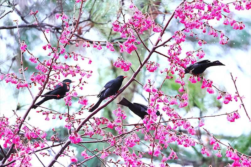 �N���q���h��