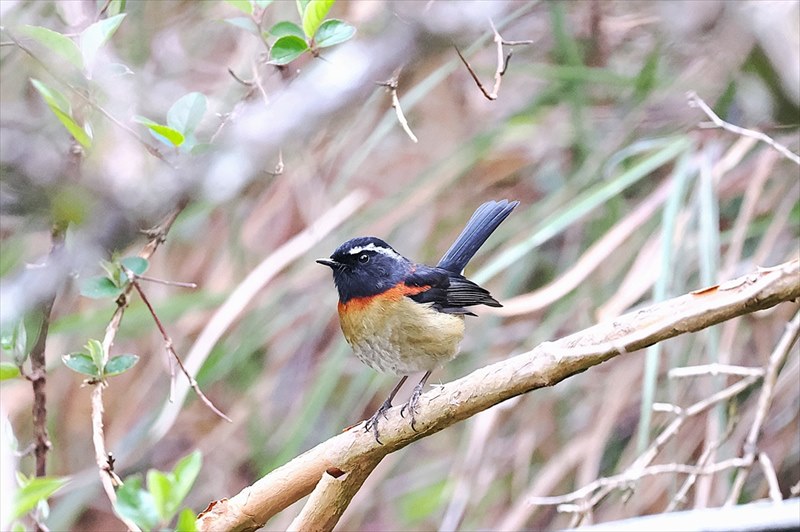 �A���T���q�^�L