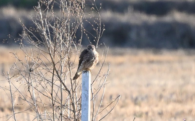 �R�`���E�Q���{�E���@