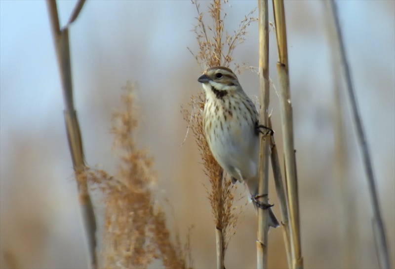 �I�I�W������