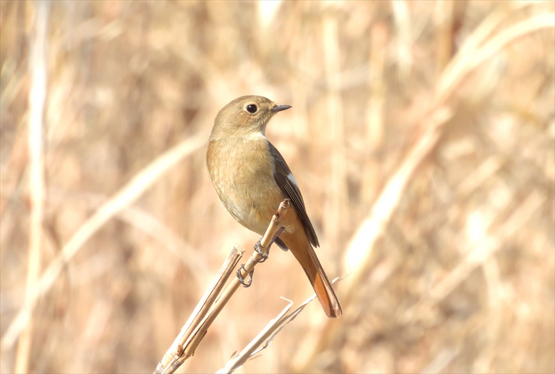 �W���E�r�^�L��