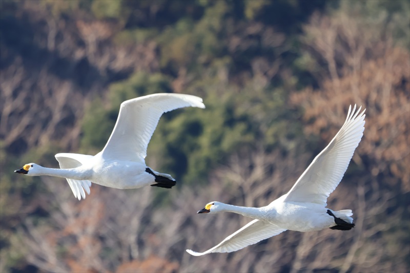 �R�n�N�`���E