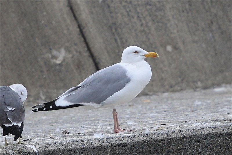 �����S���Z�O���J����