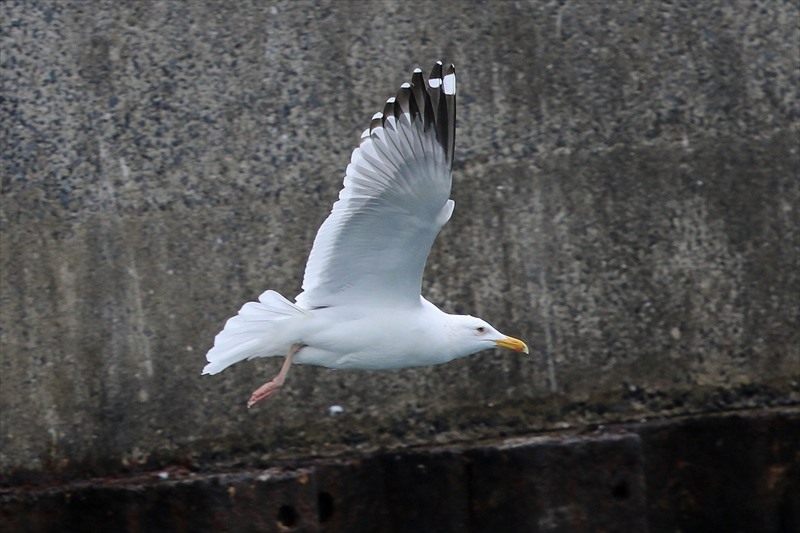 �����S���Z�O���J����