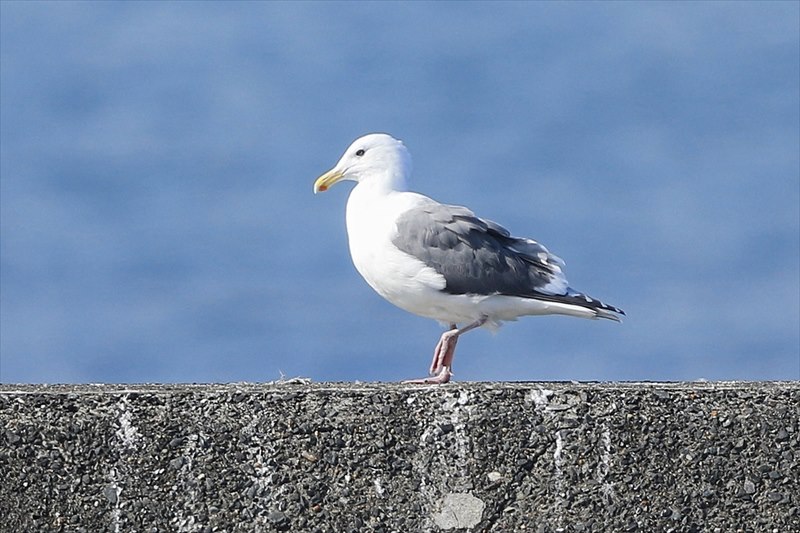 ���V�J����