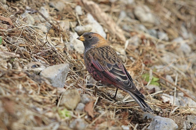 �n�M�}�V�R