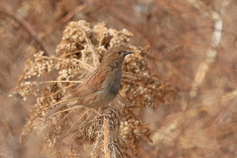 �J���N�O��