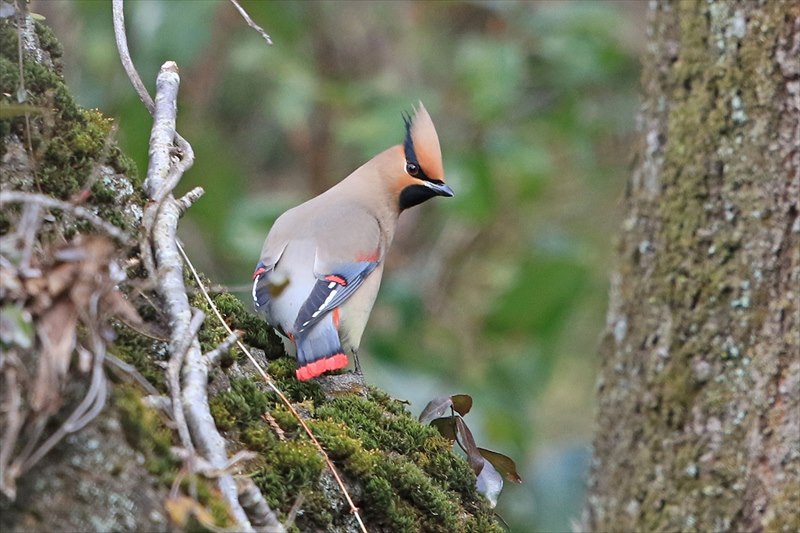 �q�����W���N