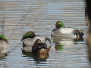 ���V�K��