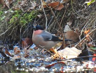 ����A�J�E�\