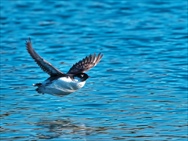 �E�~�X�Y��