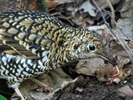 �g���c�O�~