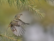 �L�N�C�^�_�L