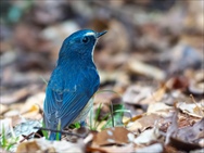 �����r�^�L��