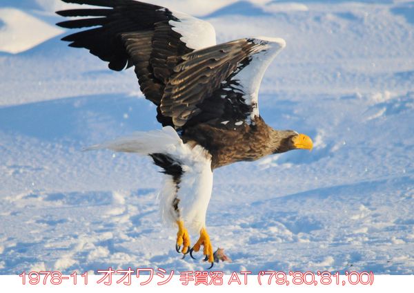 1978-11 オオワシ 手賀沼 ('79,'80,'81,'00) AT