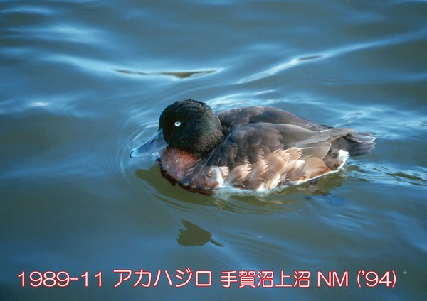 1989-11 アカハジロ 上沼 ('94) NM